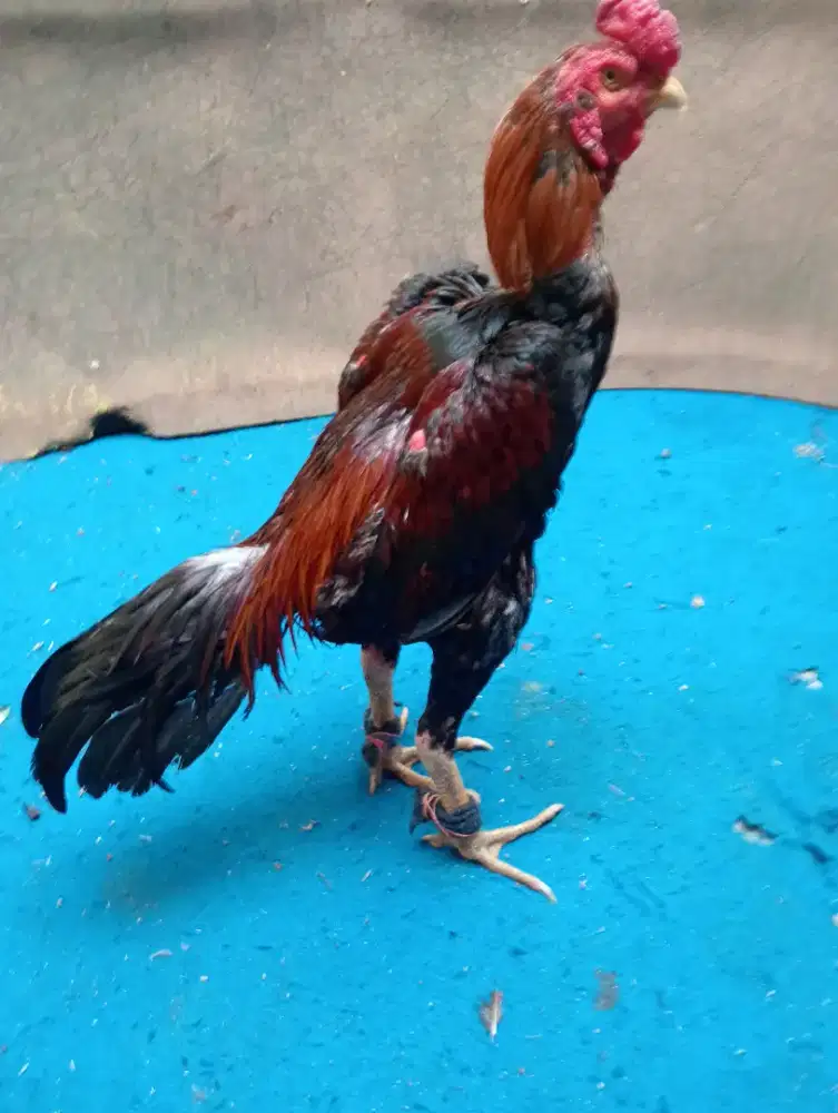 Ayam Bangkok ori pejantan ukur 6 full