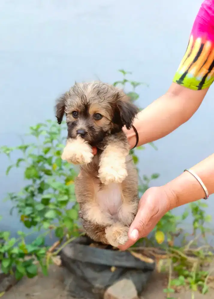 Puppy shipoo (shihtzu poodle)