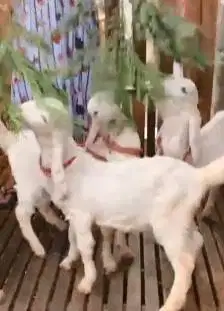 4 ekor cempe anakan kambing etawa senduro jantan 4 bln TB 5-58cm puas
