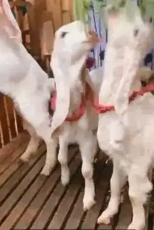 4 ekor anakan kambing etawa senduro jantan 4 bulanan TB 55-58cm manteb