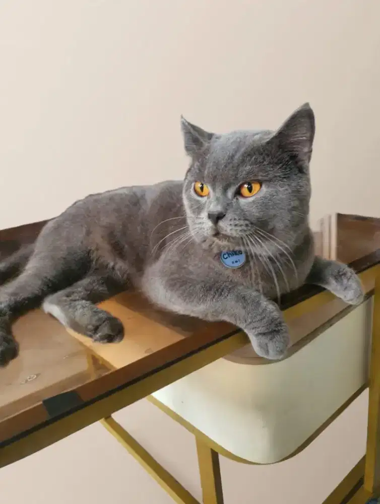 Adopsi Kucing BSH, jantan dan lucu