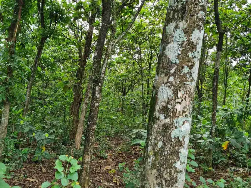 Jual Tanah Kavling 2000m Di Klapanunggal Bonus Pohon Jati Cocok Untuk Pesantren Atau Yayasan