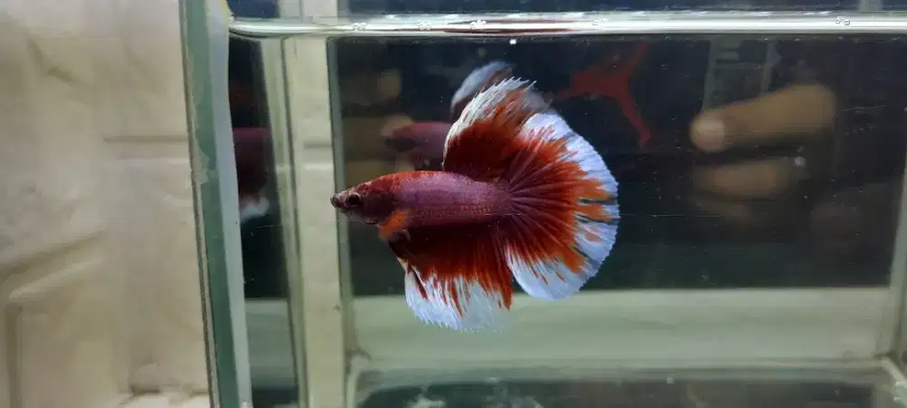 Halfmon Red Butterfly