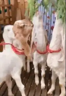 4 ekor anakan bibit kambing etawa senduro jantan 4 bln TB 55-58cm puas