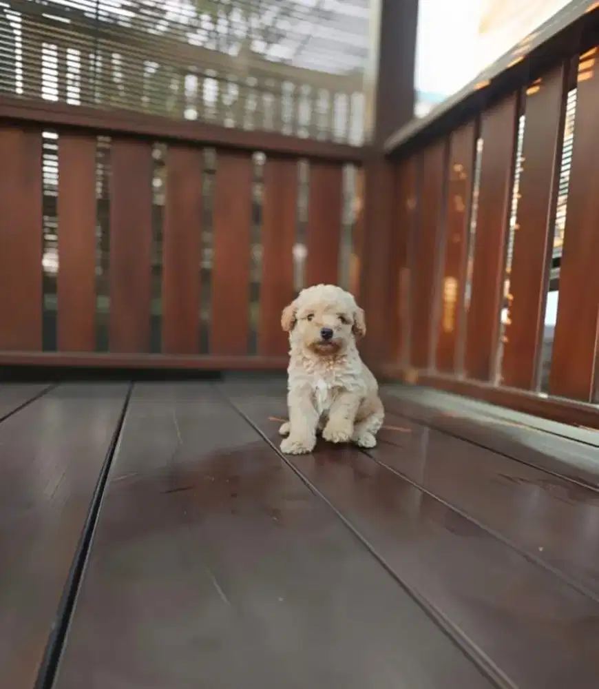 Tiny poodle jantan lucu imut