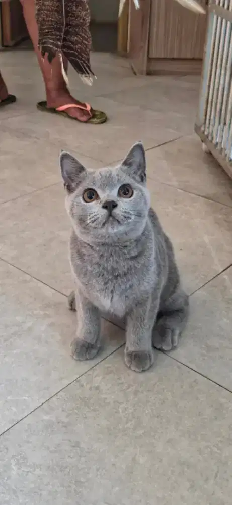 British Shorthair (BSH) 5 month 3 female 1 male