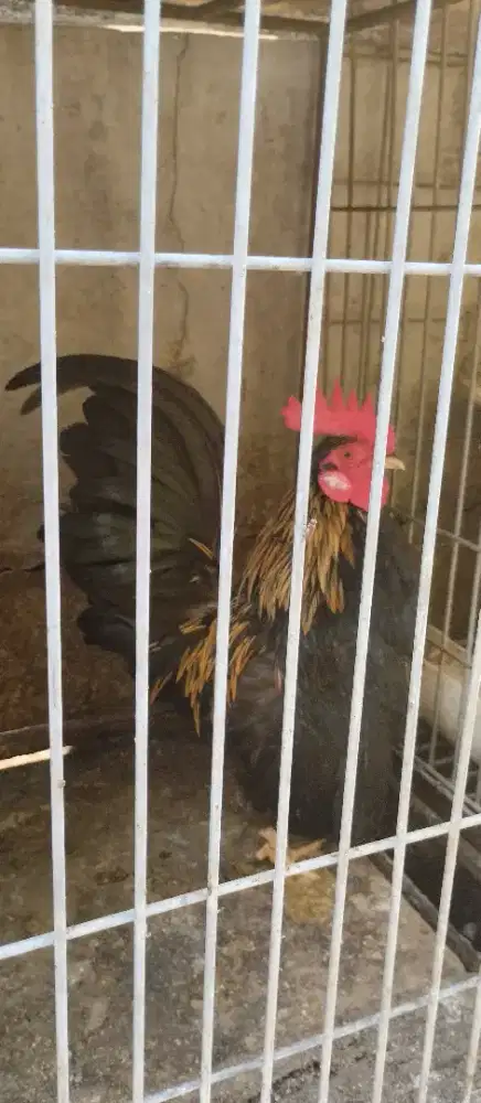 Ayam kate 2pasang