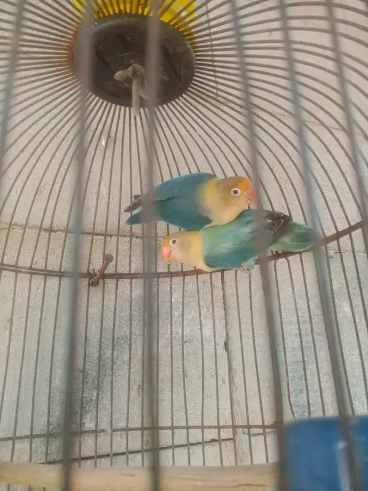 Lovebird 1 pasang fullset