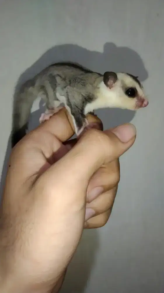 Joey sugar glider white face SG wf