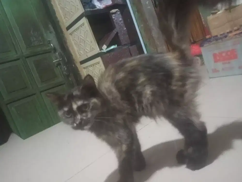 Di jual kitten Munchkin ns