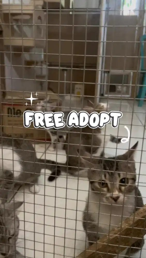 Free Adopt Kitten