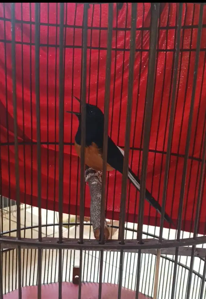 Murai Batu Medan Gacor