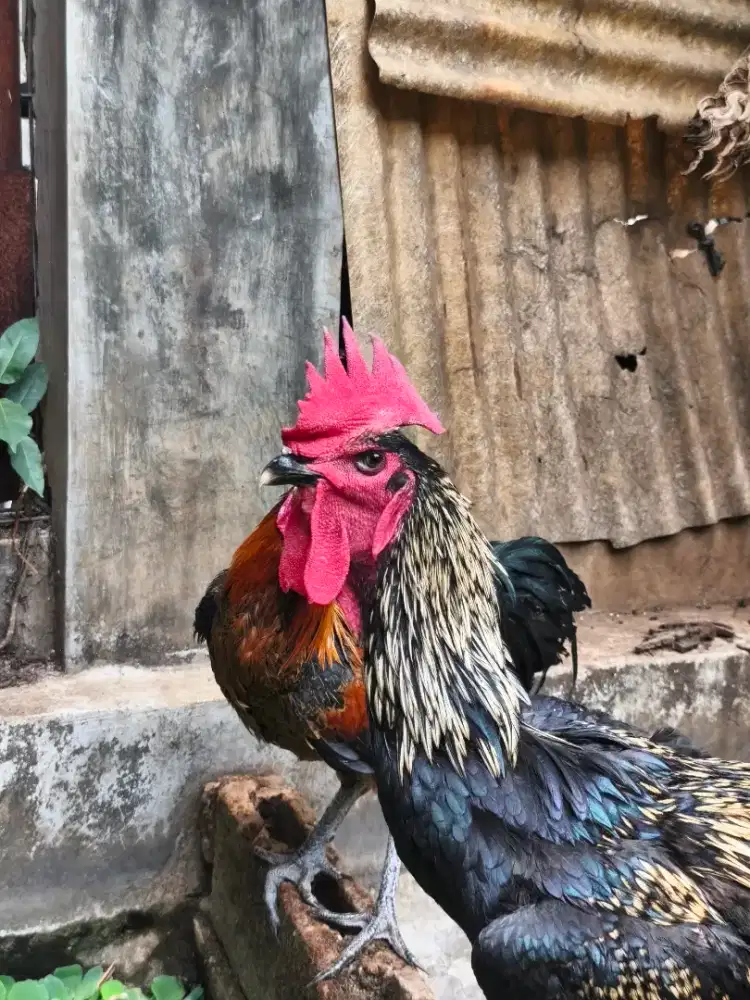 Ayam Pelung  Asli Cianjur