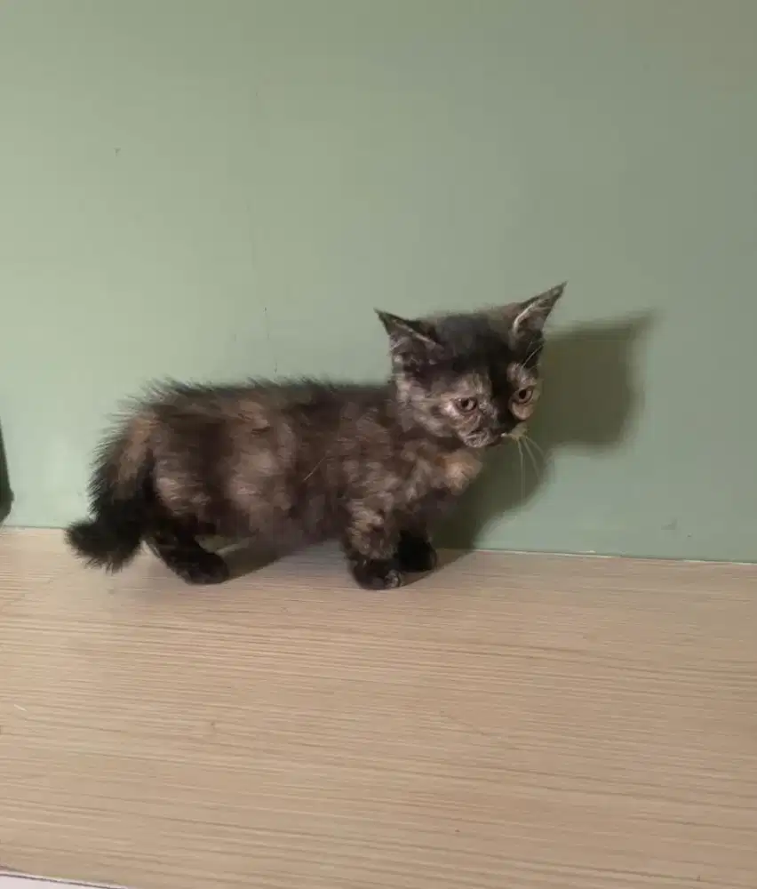 Lepas adopt kitten munchin kaki pendek 2.5 bulan anakan BSH Mix