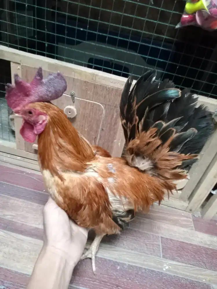 Ayam Kate jantan