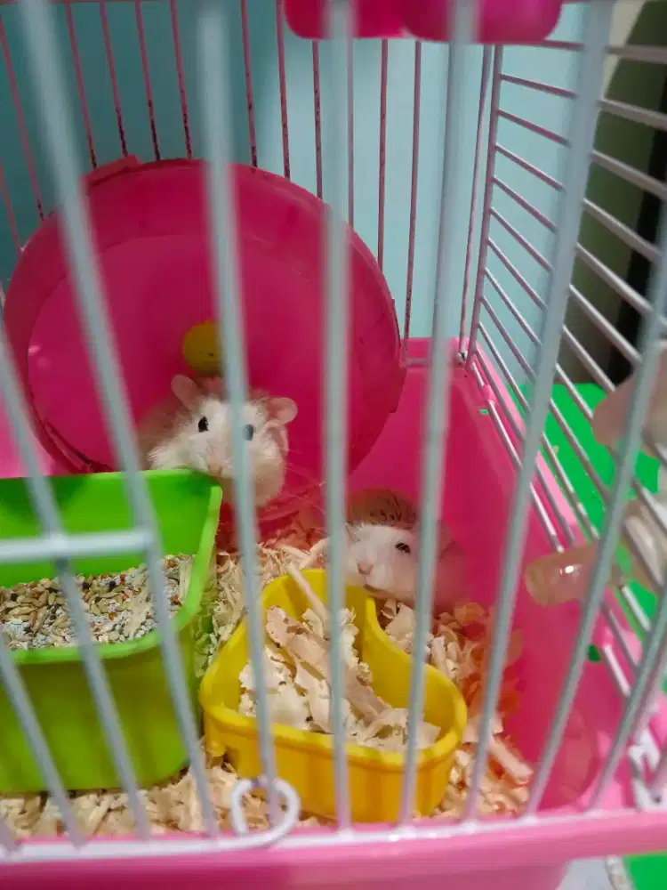 Hamster sepasang Roborovski