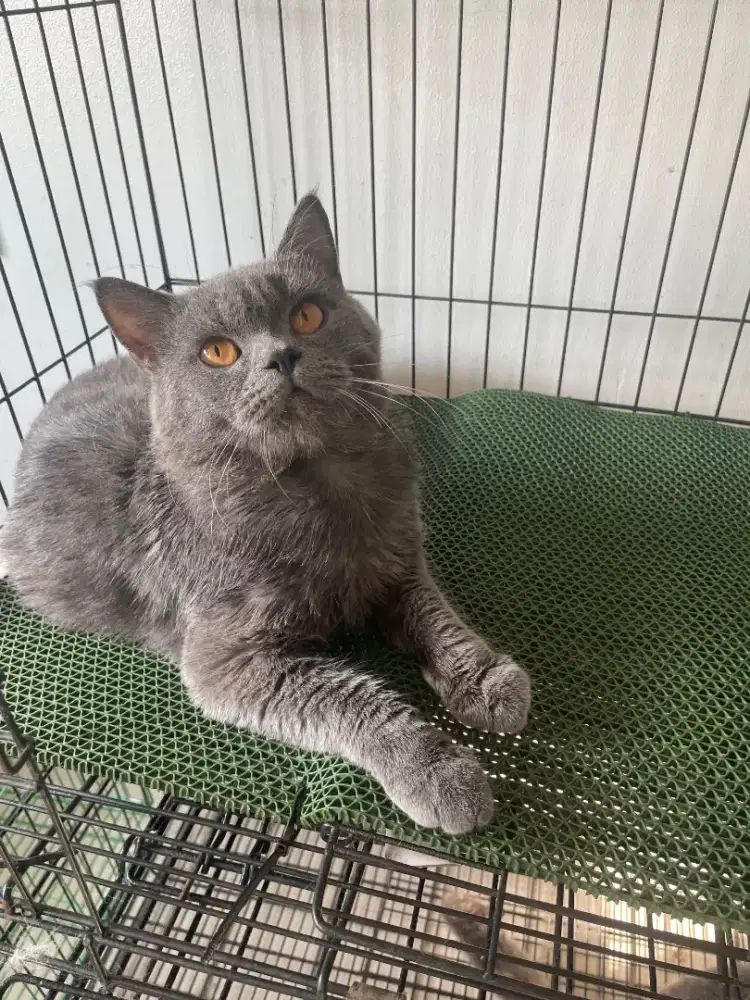 Lepas adopt BSH non Ped 1.5 tahun Jantan Blue solid