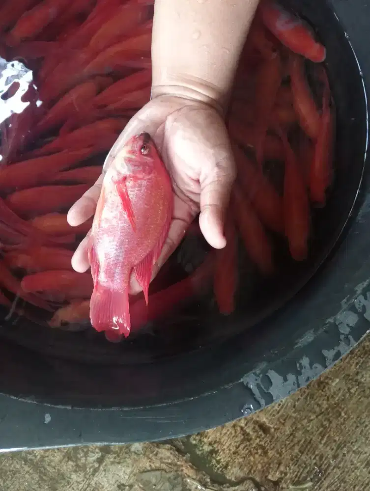 Jual bibit ikan nila merah ukuran jari minat WA