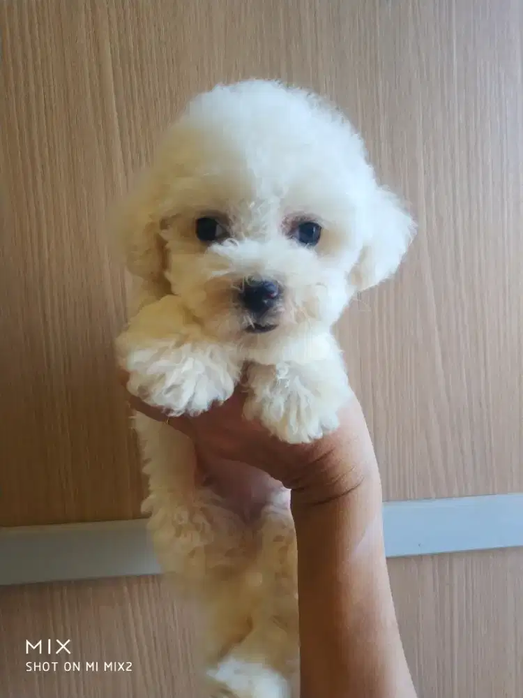 Anakan Bichon frise betina