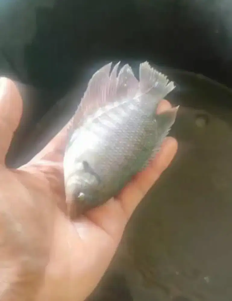 Jual bibit gurame soang ukuran 3 jari minat WA