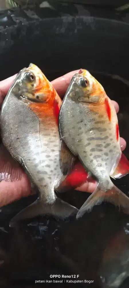 Jual bibit ikan bawal ukuran 3 jarian