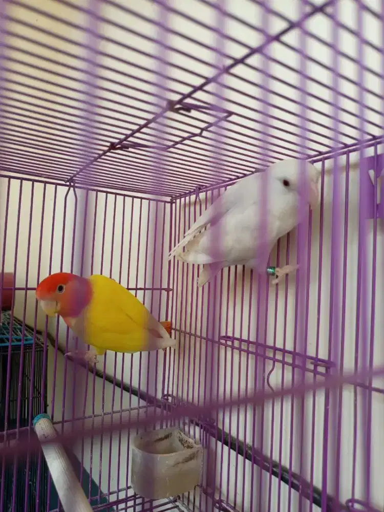 Lovebird nonklep sepasang