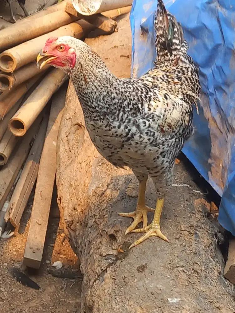 Ayam kampung kuntara 4