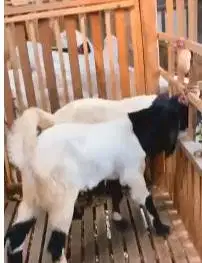 3 ekor bakalan kambing etawa PE jantan kaligesing 6 bln TB 65cm manteb