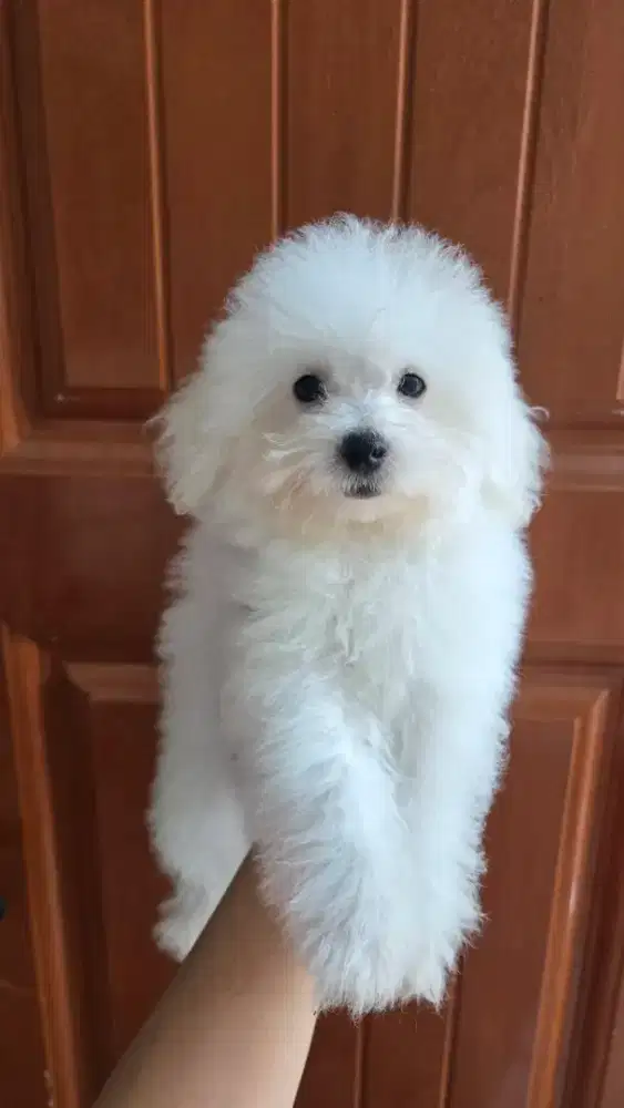 White toy poodle