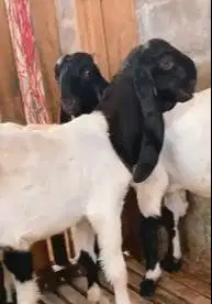 3 ekor bakalan kambing etawa PE jantan kaligeisng 6 bln TB 65cm manteb