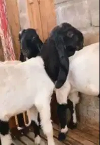 3 ekor bakalan kambing etawa jantan PE kaligesing 6 bln siap digemukin