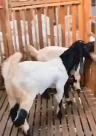 3 ekor bakalan kambing etawa jantan PE superan 6 bln siap digemukin ok