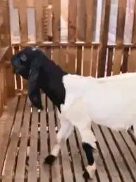 3 ekor bakalan kambing etawa PE kaligesing 6 bln siap penggemukan puas