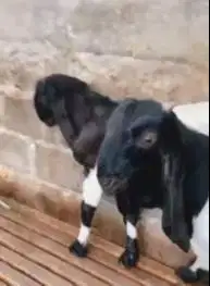 3 ekor bakalan kambing etawa kaligesing 6 bln TB 65cm siap digemukin