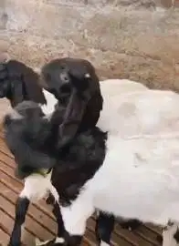 3 ekor bakalan kambing etawa PE kaligesing 6 bln TB 65cm jantan super