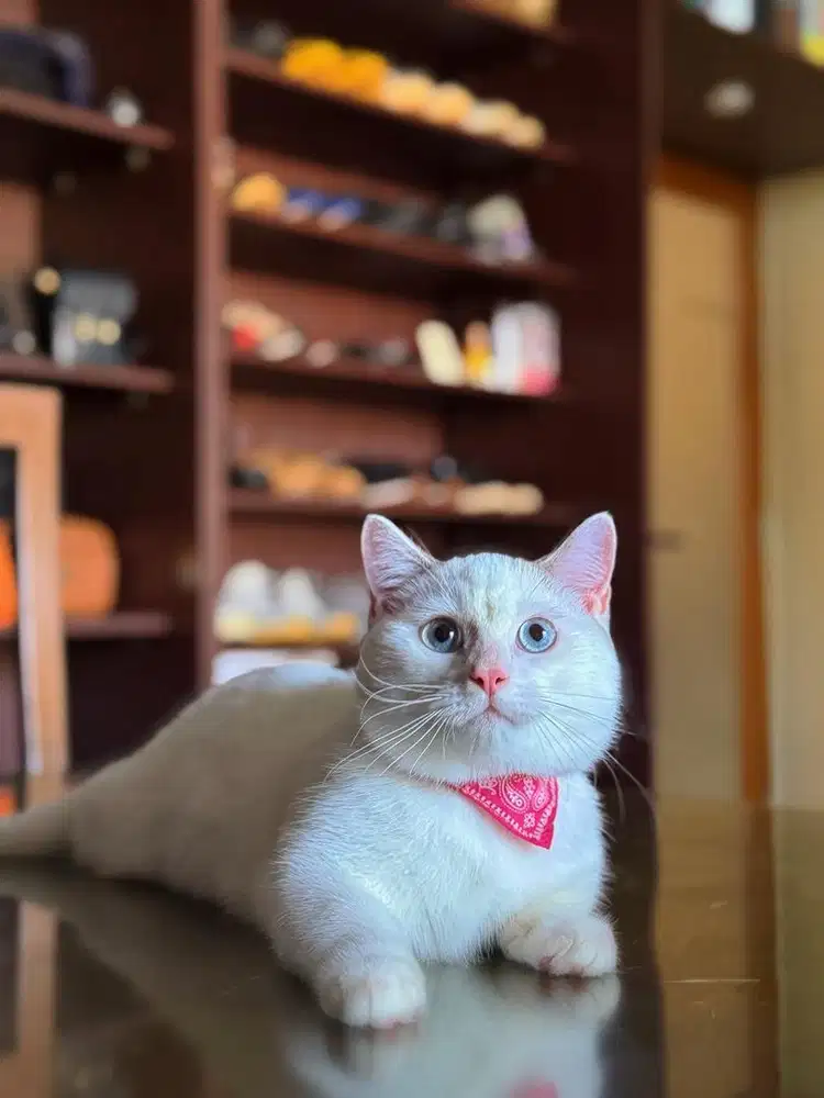 Kucing Munchkin British MALE BSH SF