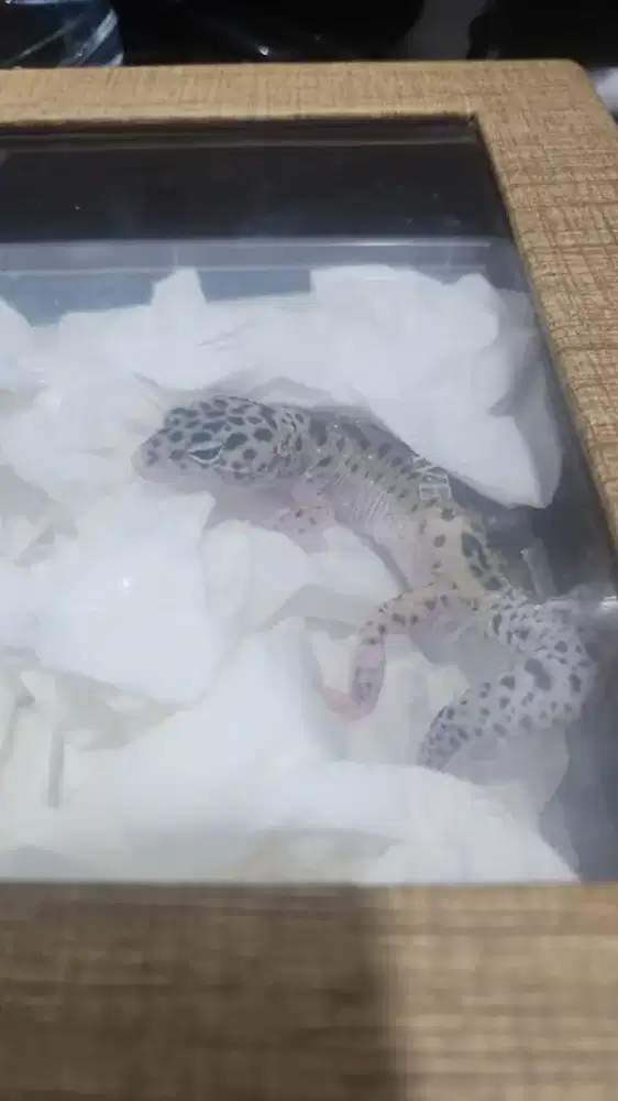 Di jual gecko nih murah aja