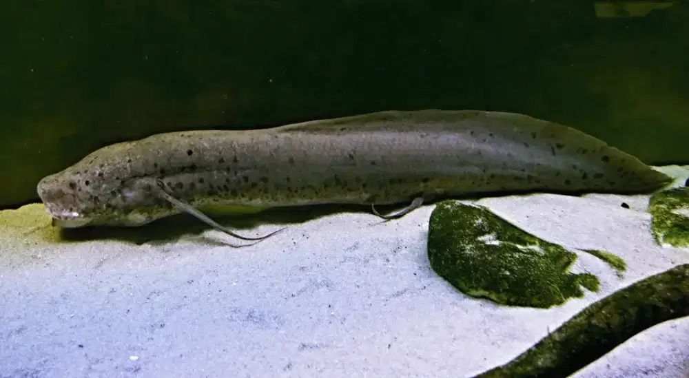 Lungfish Annectens Jumbo kurleb 75 cm