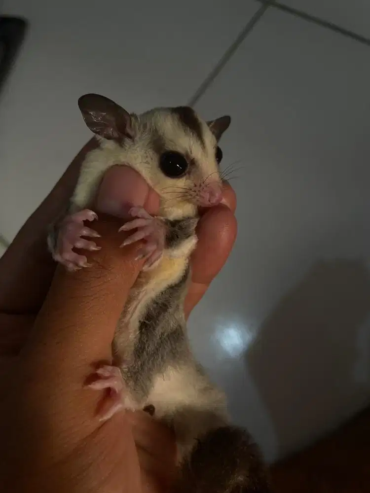 SUGAR GLIDER JOEY