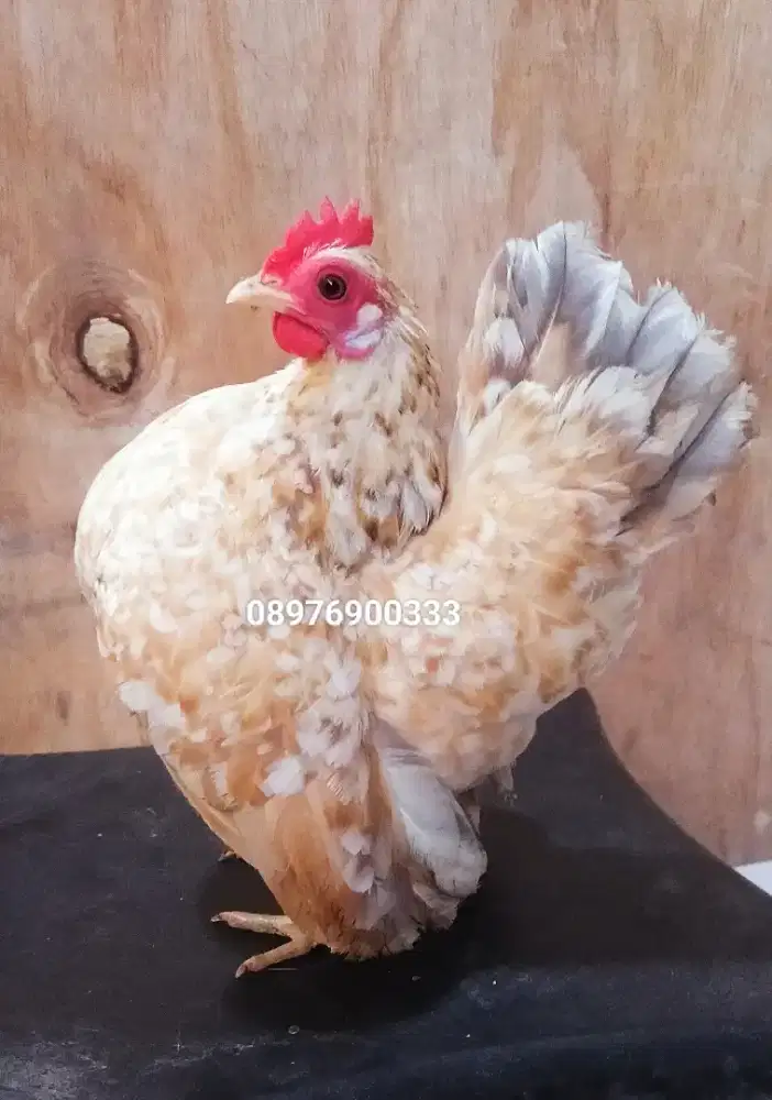 Ayam Serama betina muda.sdh nelor di jakarta selatan