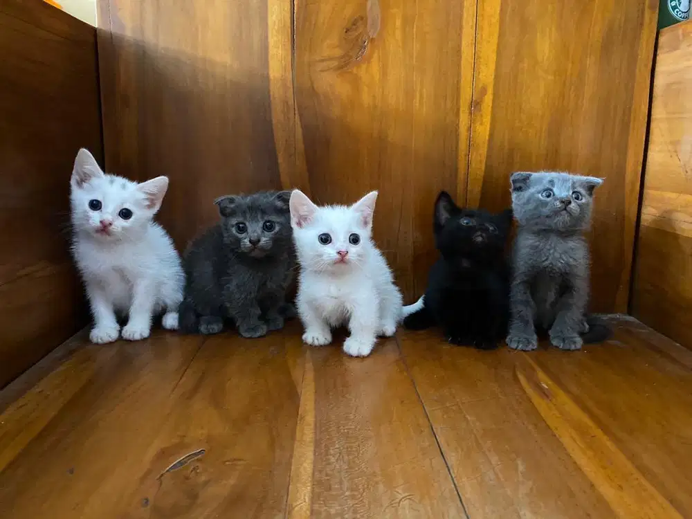 Ready for adopt, Kucing Gaelic Fold/Stright/NS