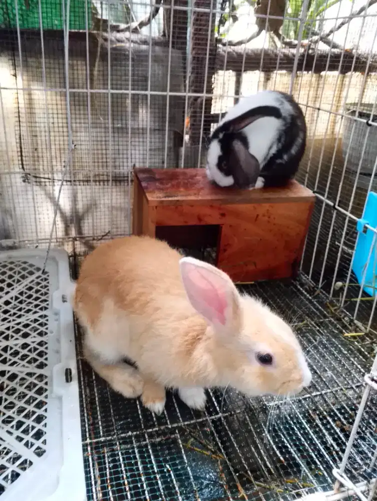 Kelinci sepasang plus kandang