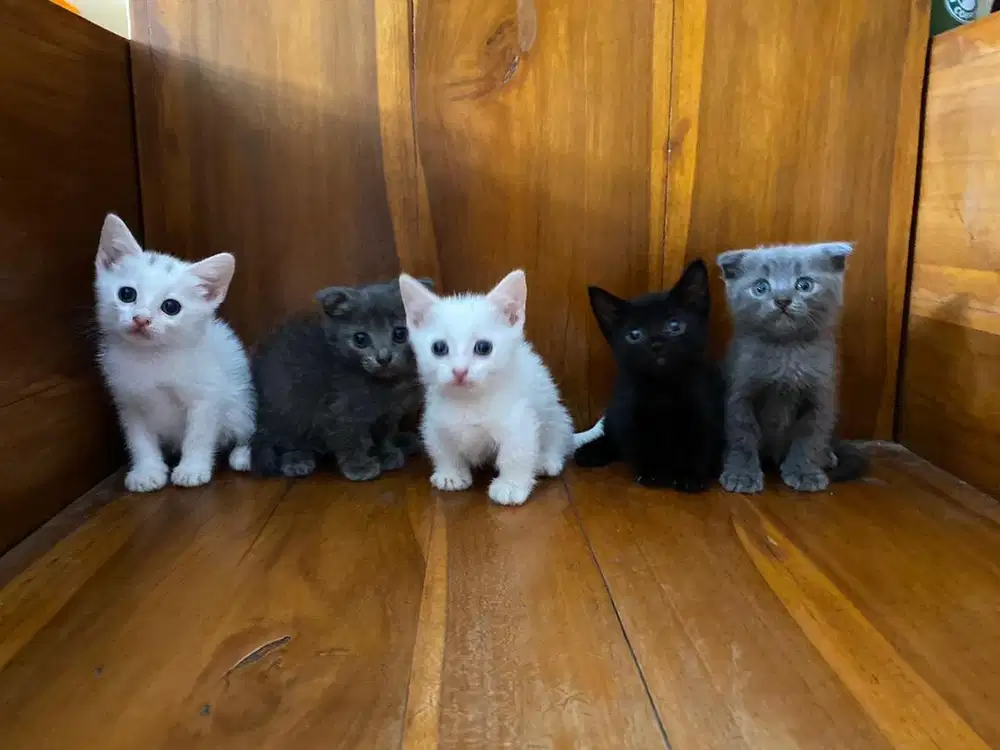 Ready for adopt, kucing gaelic fold, stright & NS