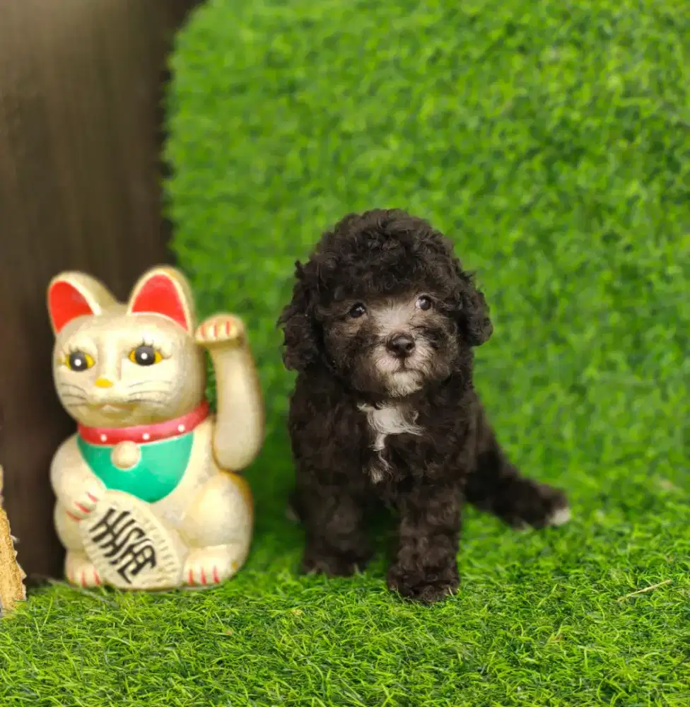 Toy poodle silver jantan