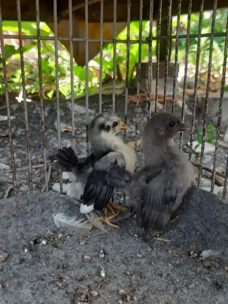 Anakan ayam serama usia 1 bulan