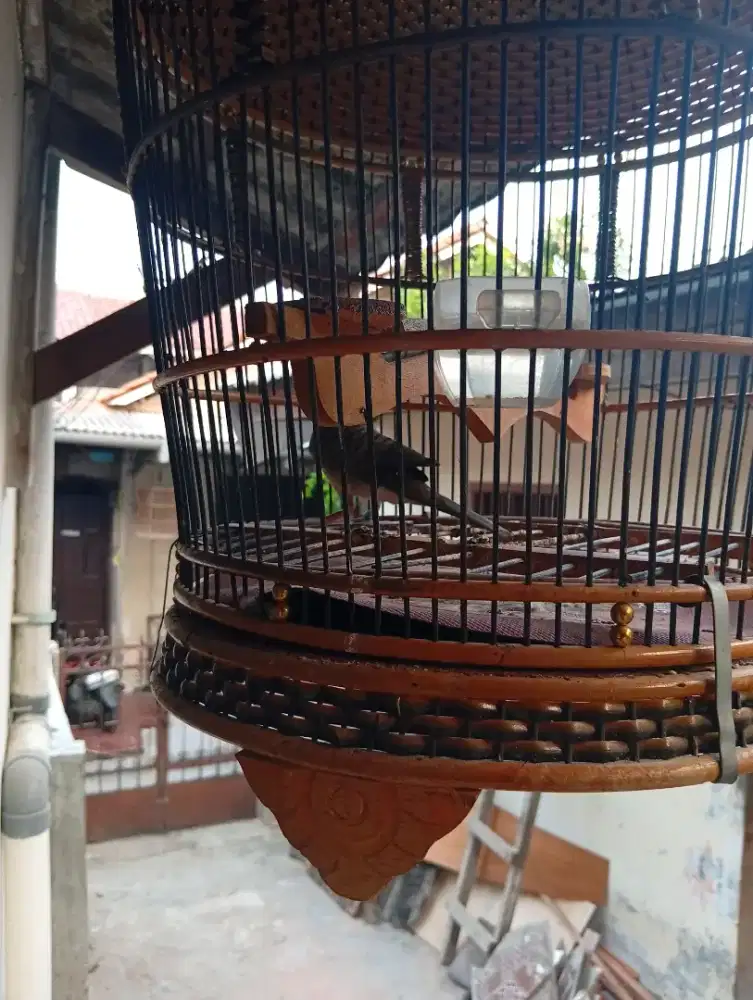 Perkutut Bangkok suara depan-tengah- belakang okey