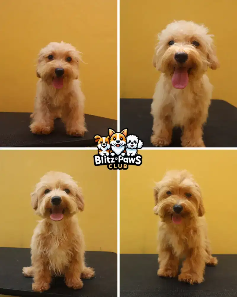 Jual Puppy Maltipoo