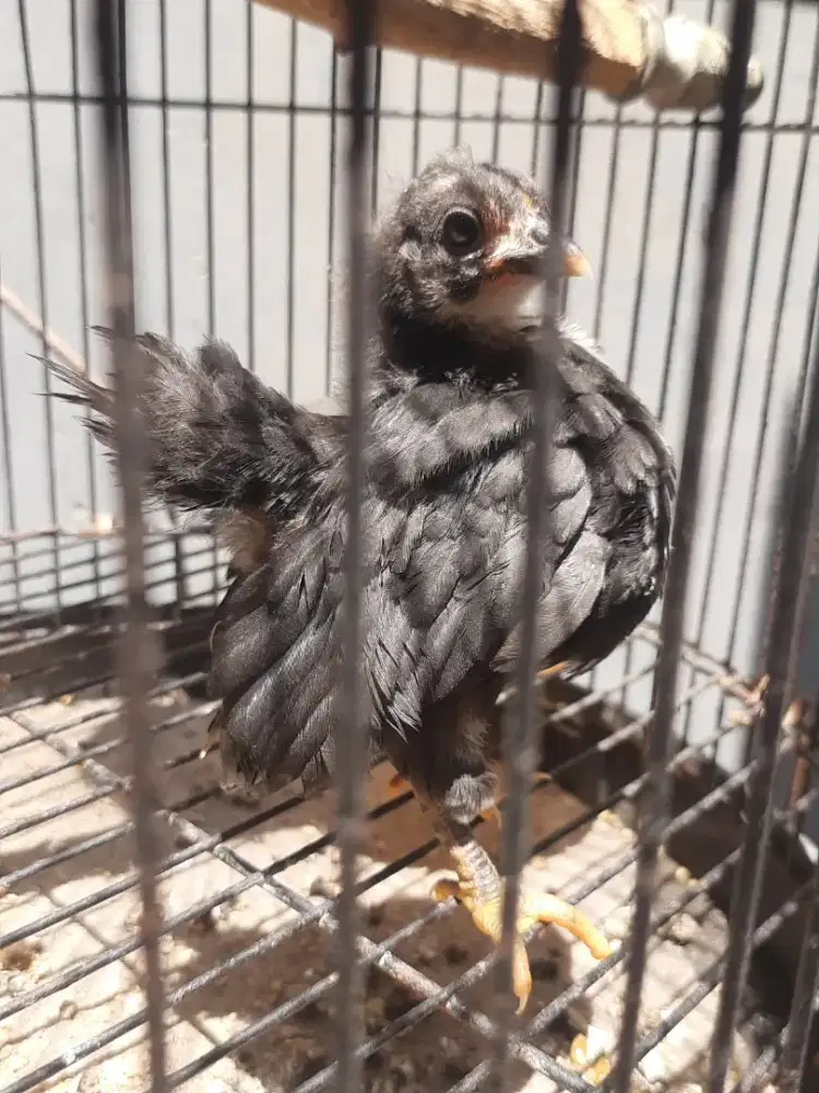 Anakan ayam serama usia 2 bulan