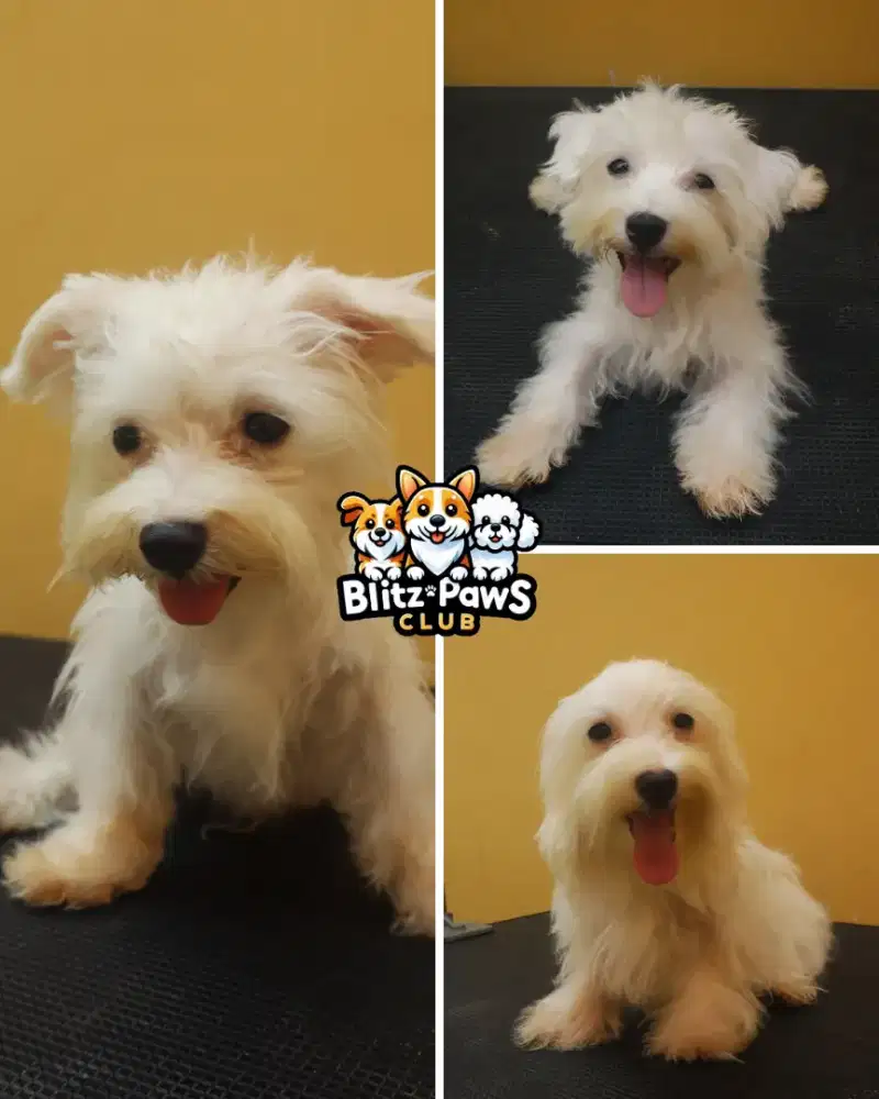 Jual Puppy Maltese