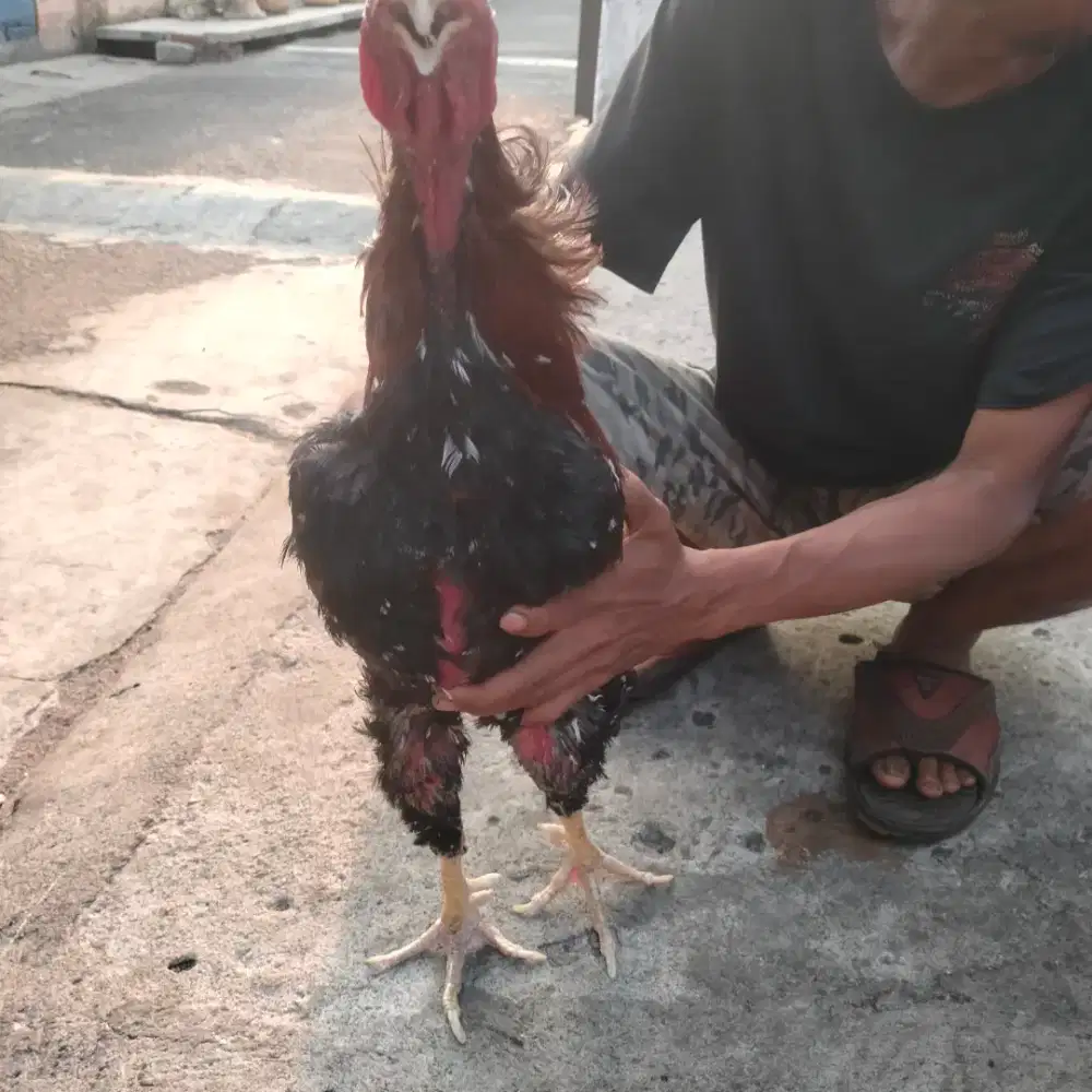 Ayam jago bangkok